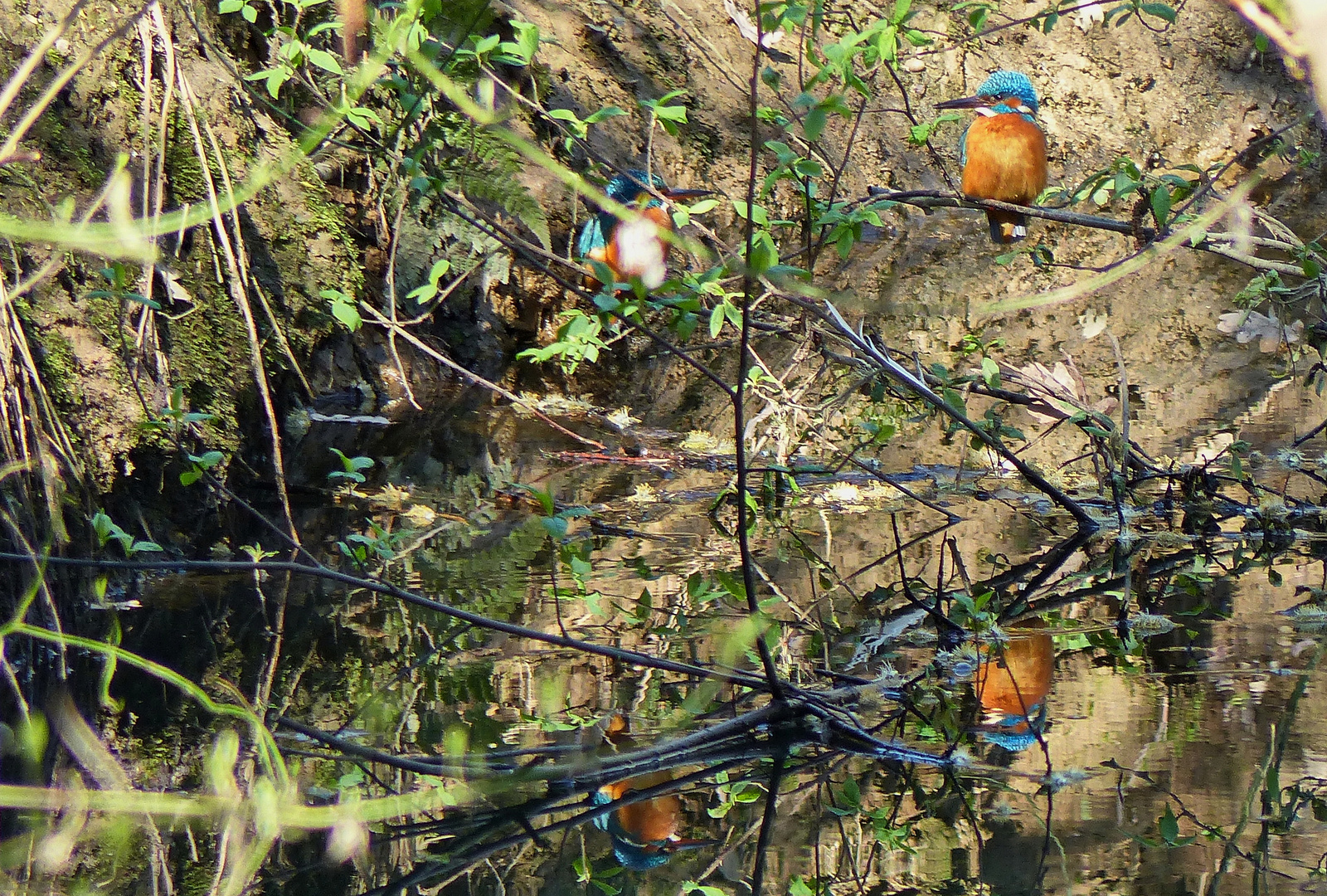 P1430937  Eisvogel Paar