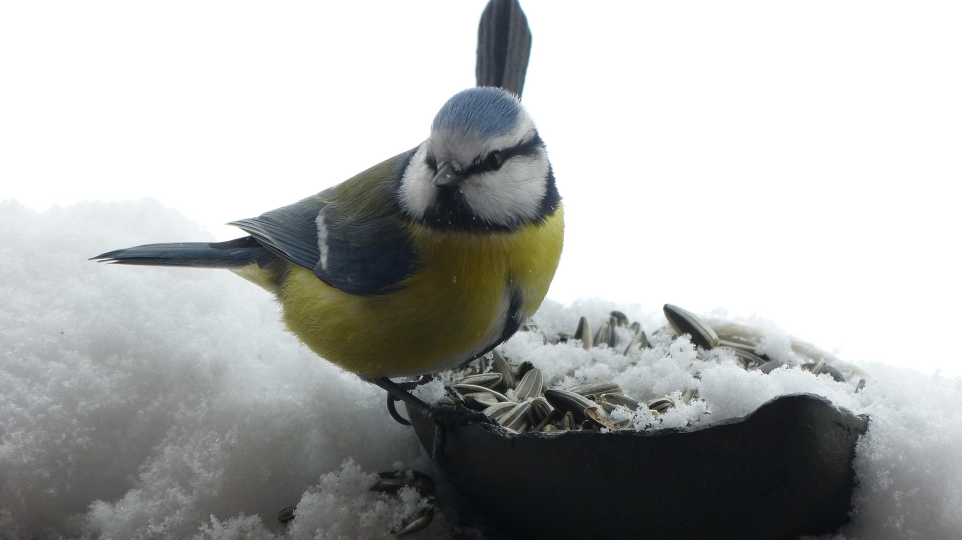 P1810225 Blaumeise im Schneetreiben