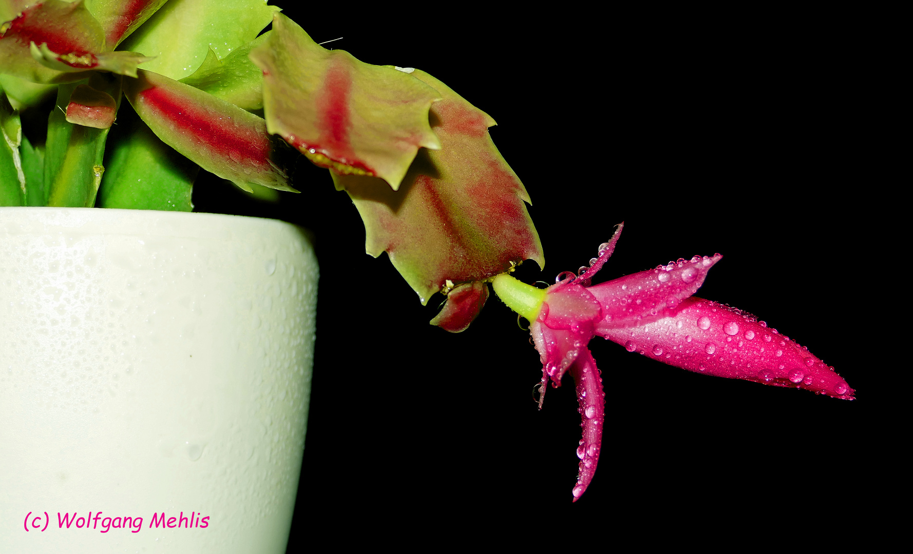 P1870556-b  Weihnachtskaktus II, (Schlumbergera). 20.04.2020