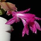 P1870577-b Weihnachtskaktus V, (Schlumbergera). Afgenommen am 22.04.2020.