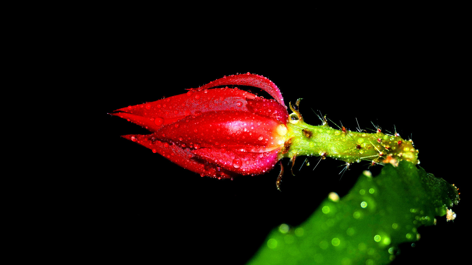 P1870595-b,  Phyllokaktus II, Epiphyllum Knospe. 