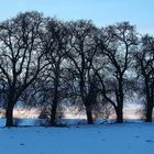 P2050211 Mostobstbäume im letzten Tageslicht Copyright Josef Limberger Waizenkirchen Oö. 5.2.2017 