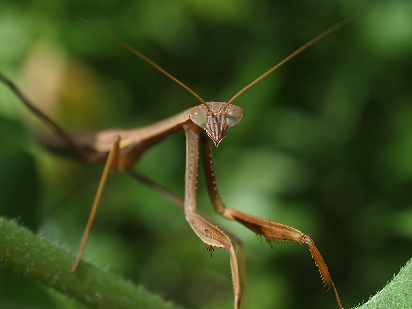 P3186594_Mantis_A