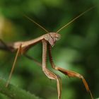 P3186594_Mantis_A