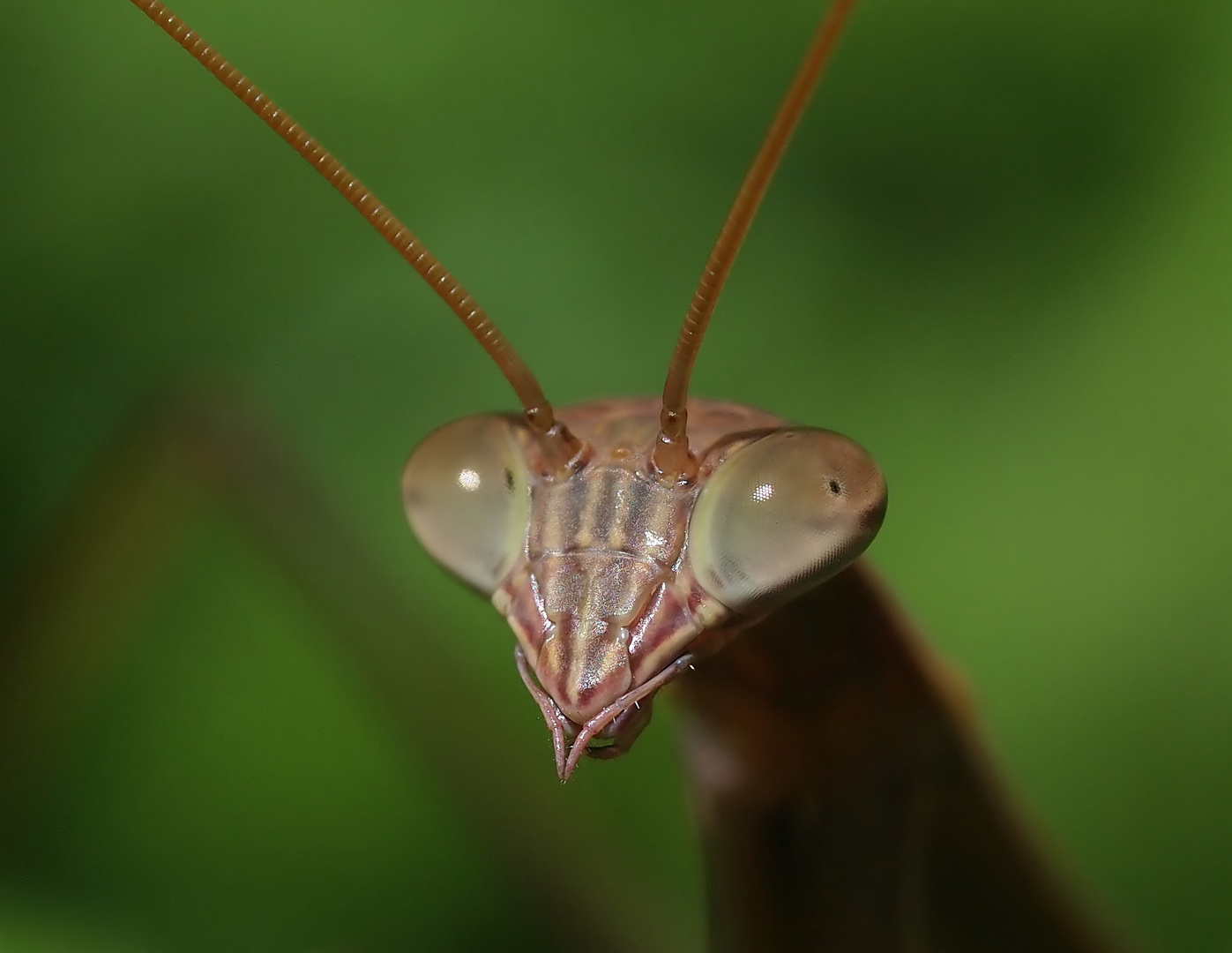 P3186596_Mantidae