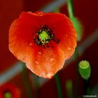 P5270012Klatschmohn