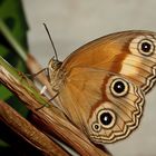 P5287220_L unipupillata_Imago_B