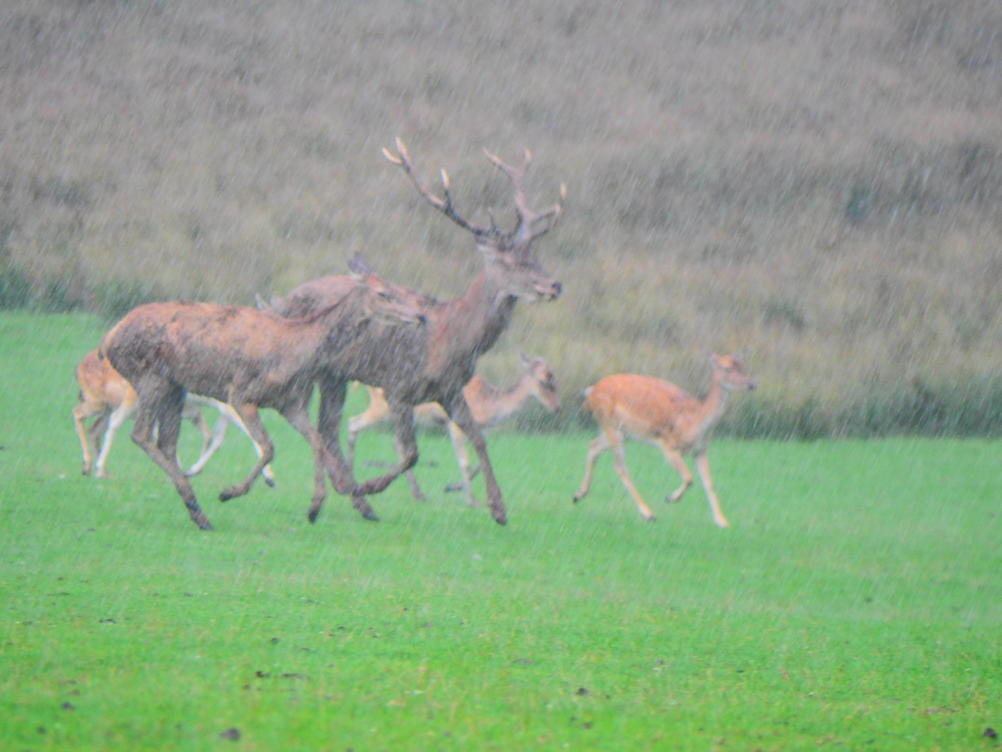 P8150276 (2)SOUS LA PLUIE