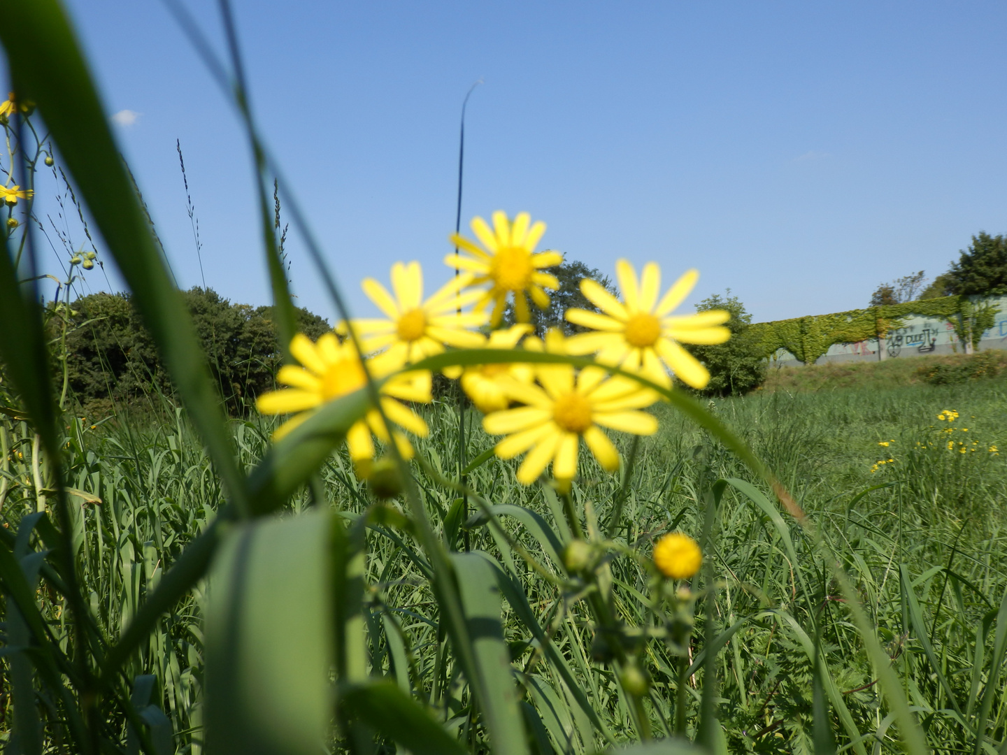 P8270324Gelbes Blümchen