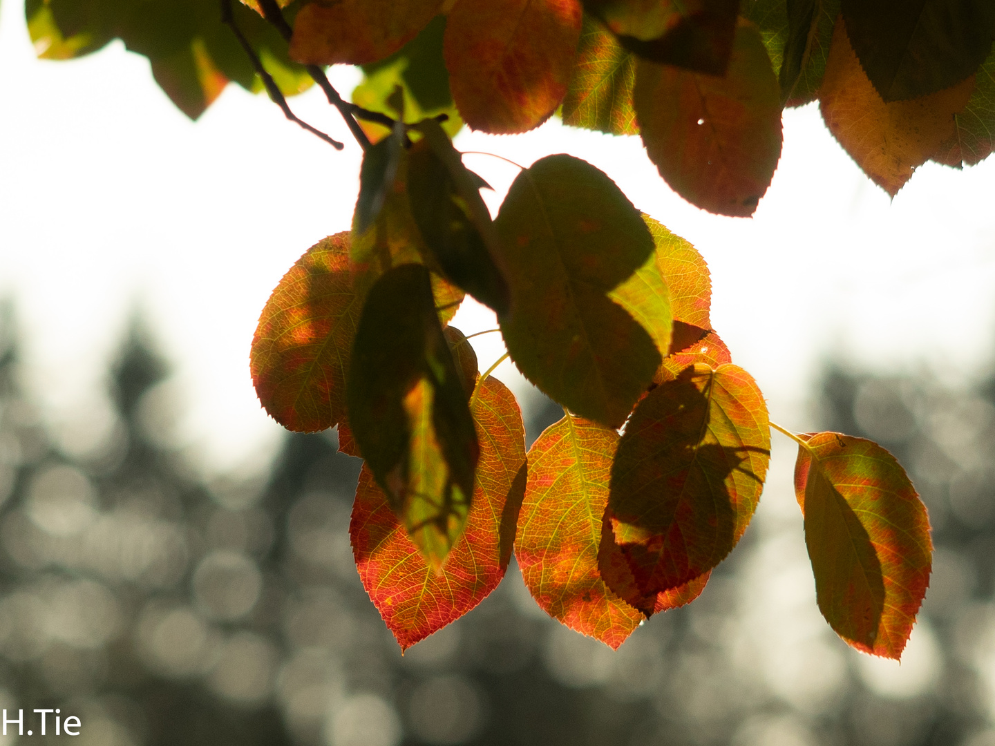 PA066689 Herbstfarben