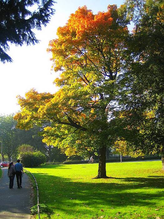 Paar am Herbstbaum