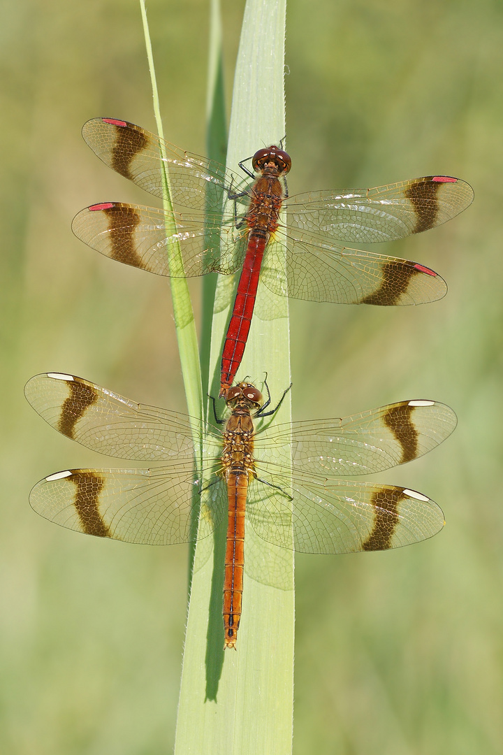 Paar der Gebänderten Heidelibelle (Sympetrum pedemontanum)