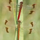 Paar der Gebänderten Heidelibelle (Sympetrum pedemontanum)