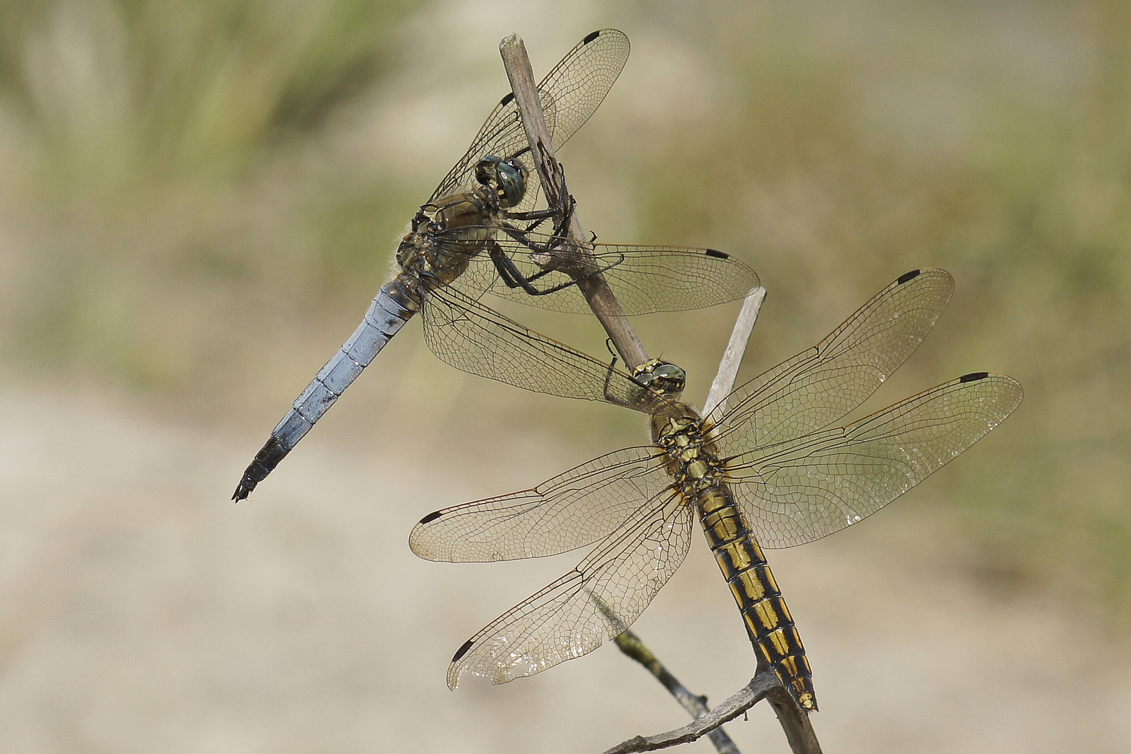 Paar des Großen Blaupfeils (Orthetrum cancellatum)