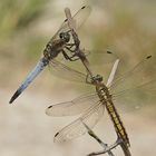 Paar des Großen Blaupfeils (Orthetrum cancellatum)