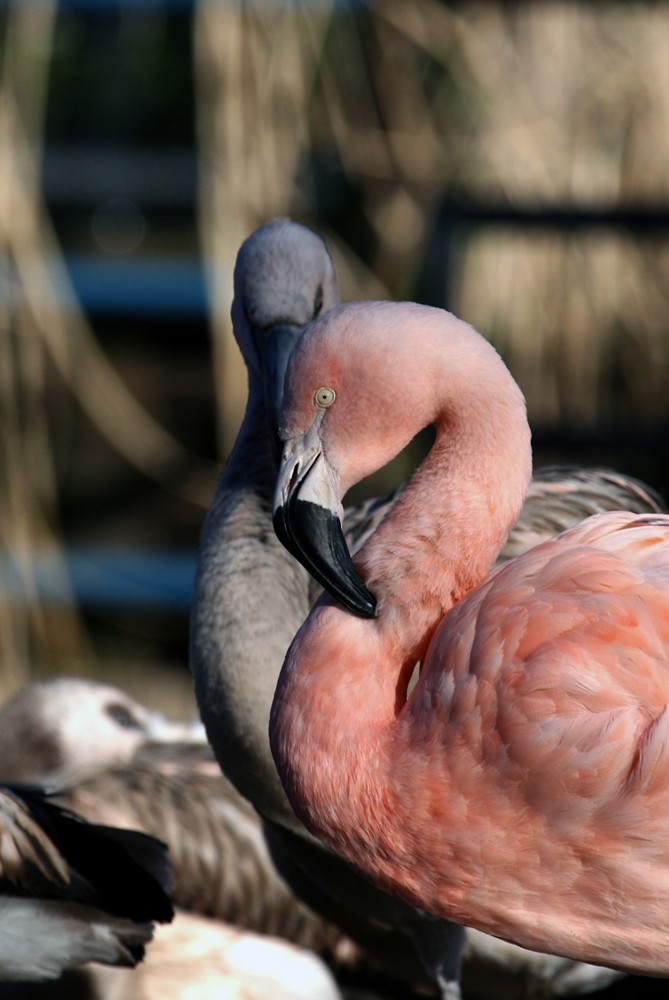 Paar im Park in pink