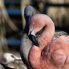 Paar im Park in pink