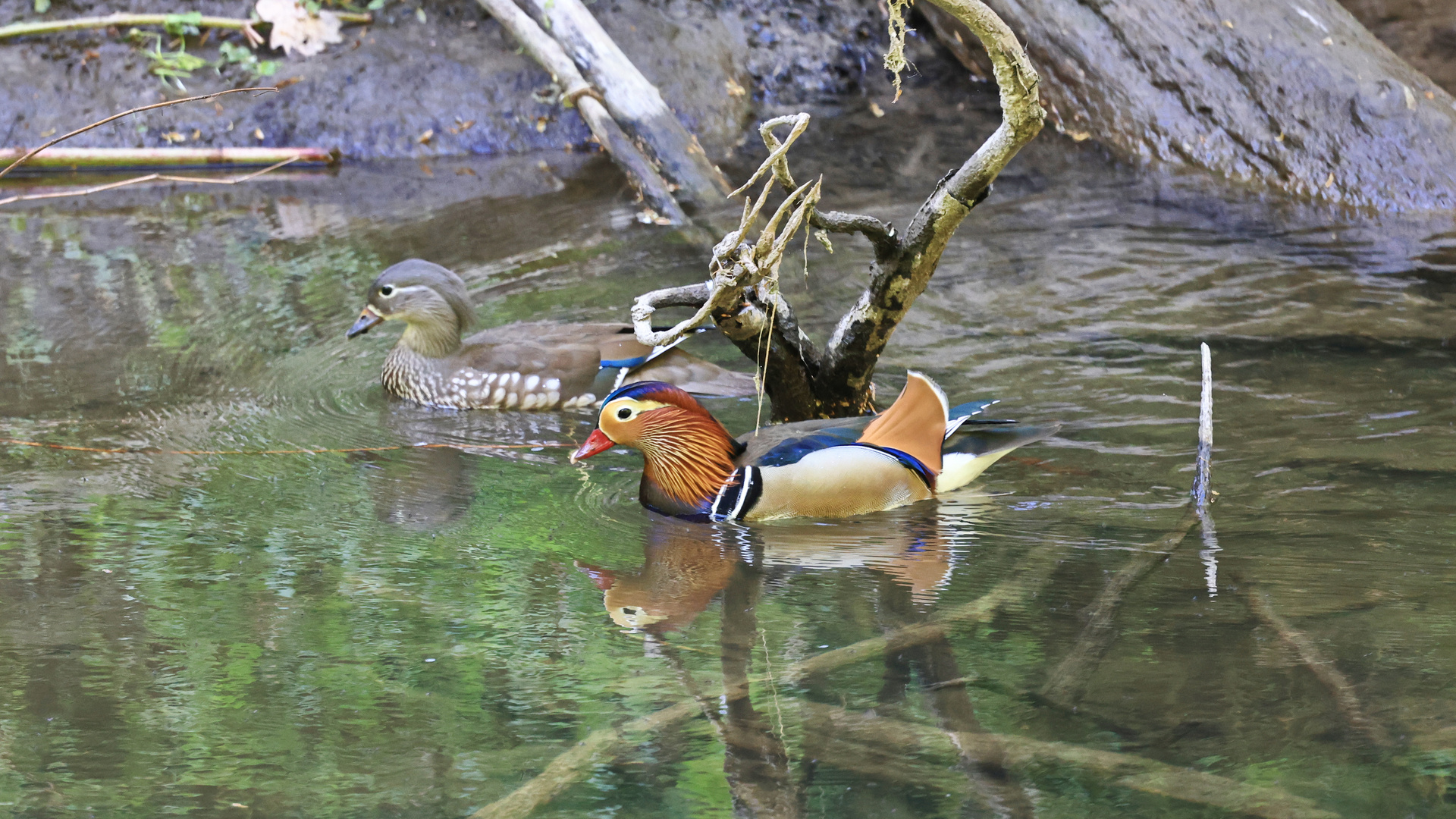 Paar Mandarinente