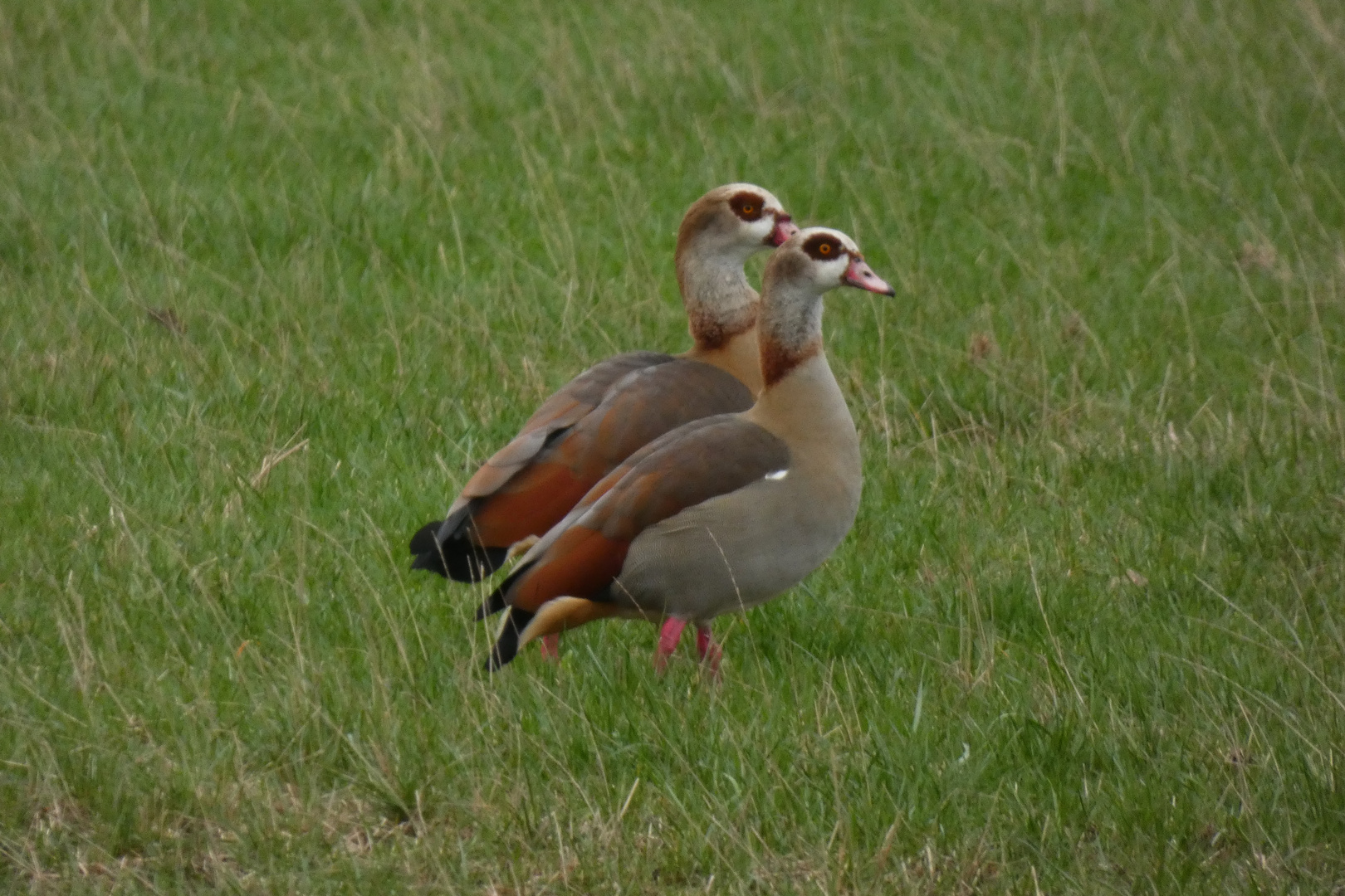 Paar Nilgänse in der Lippeaue bei Hamm