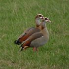 Paar Nilgänse in der Lippeaue bei Hamm