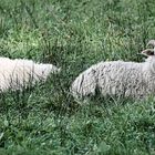 Paar Schafe