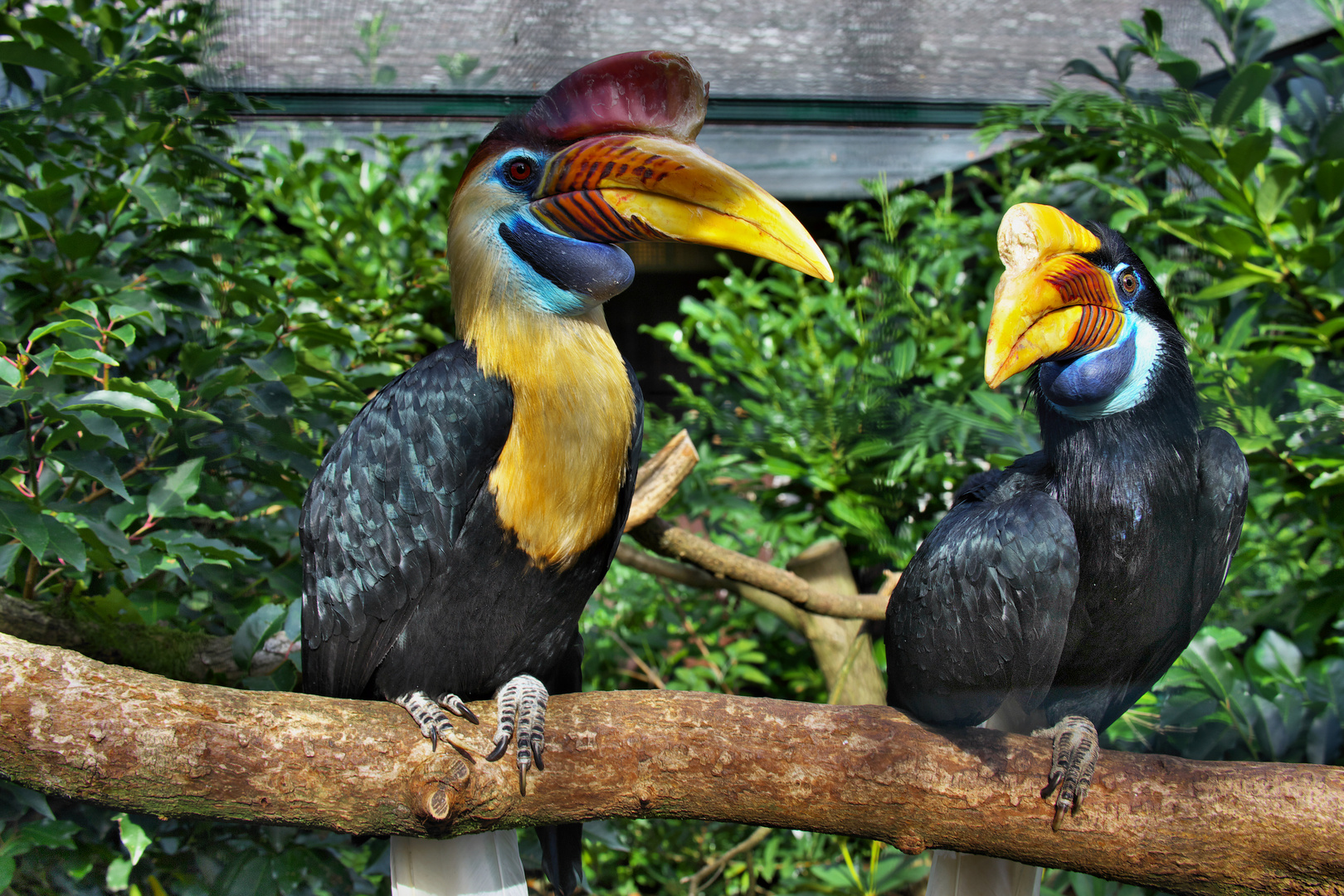 Paar vom Helmhornvogel