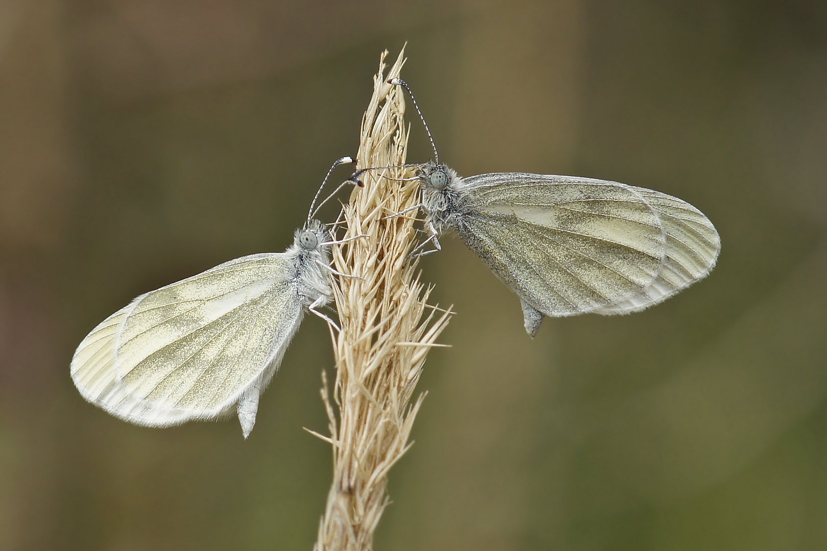 Paar vom Tintenfleck-Weißling (Leptidea sinapis)