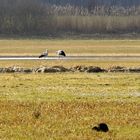 Paarbildung im Vorfrühling