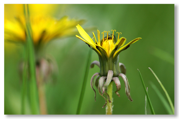 Paardebloem