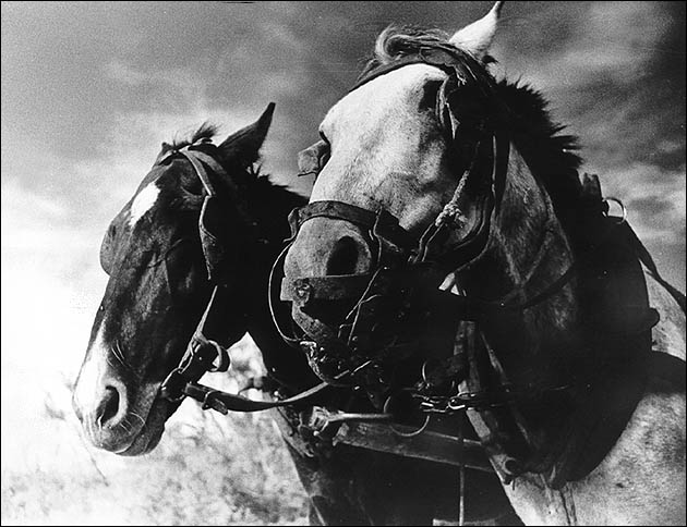 Paarden, Essaouira, Maroc (1974)