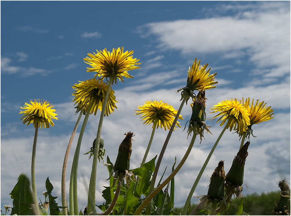 Paardenbloemen