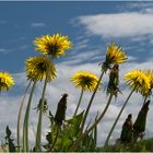 Paardenbloemen