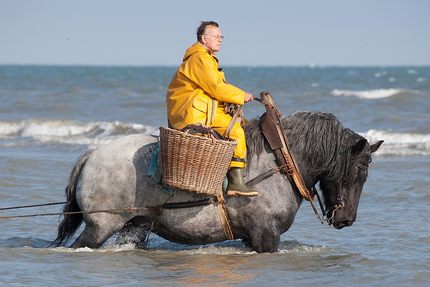 paardenvisser