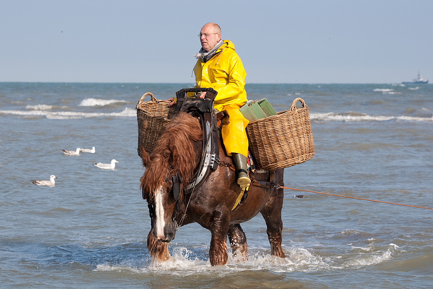 paardenvisser(2)