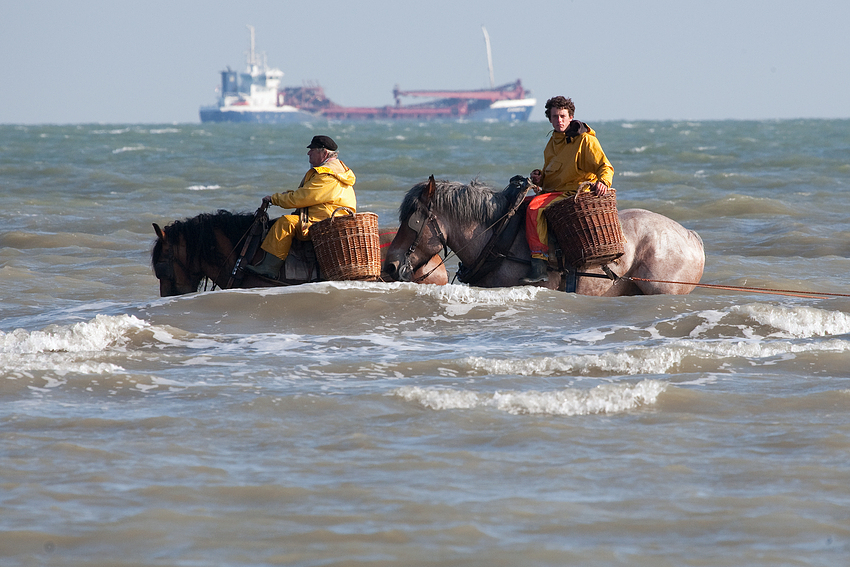 paardenvissers