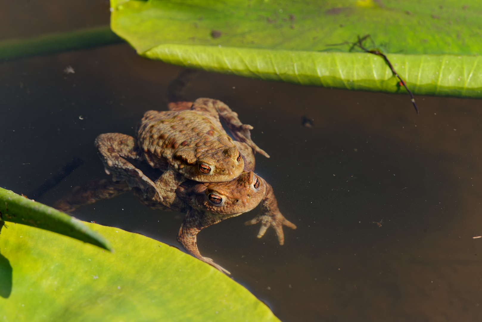 Paarende Kröten in einem Teich