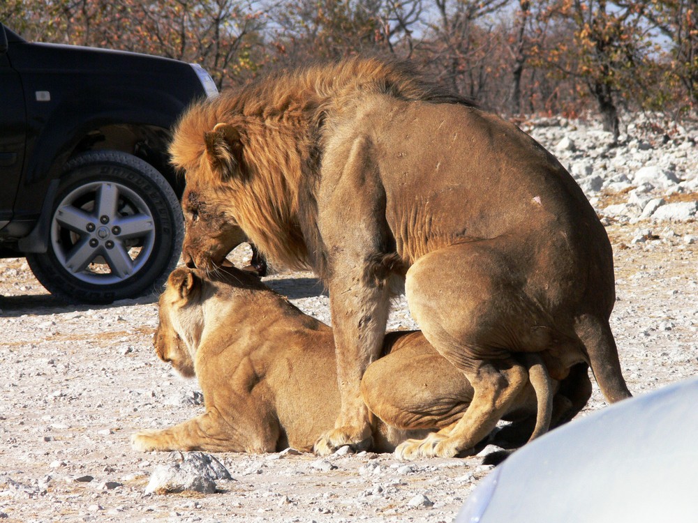 Paarende Löwen im Etosha Nationalpark, Namibia