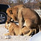 Paarende Löwen im Etosha Nationalpark, Namibia