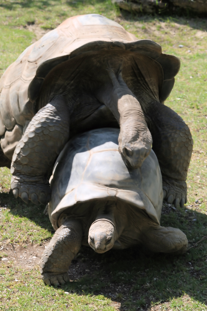 paarende Schildkröten Foto & Bild tiere, zoo, wildpark & falknerei, amphibien & reptilien