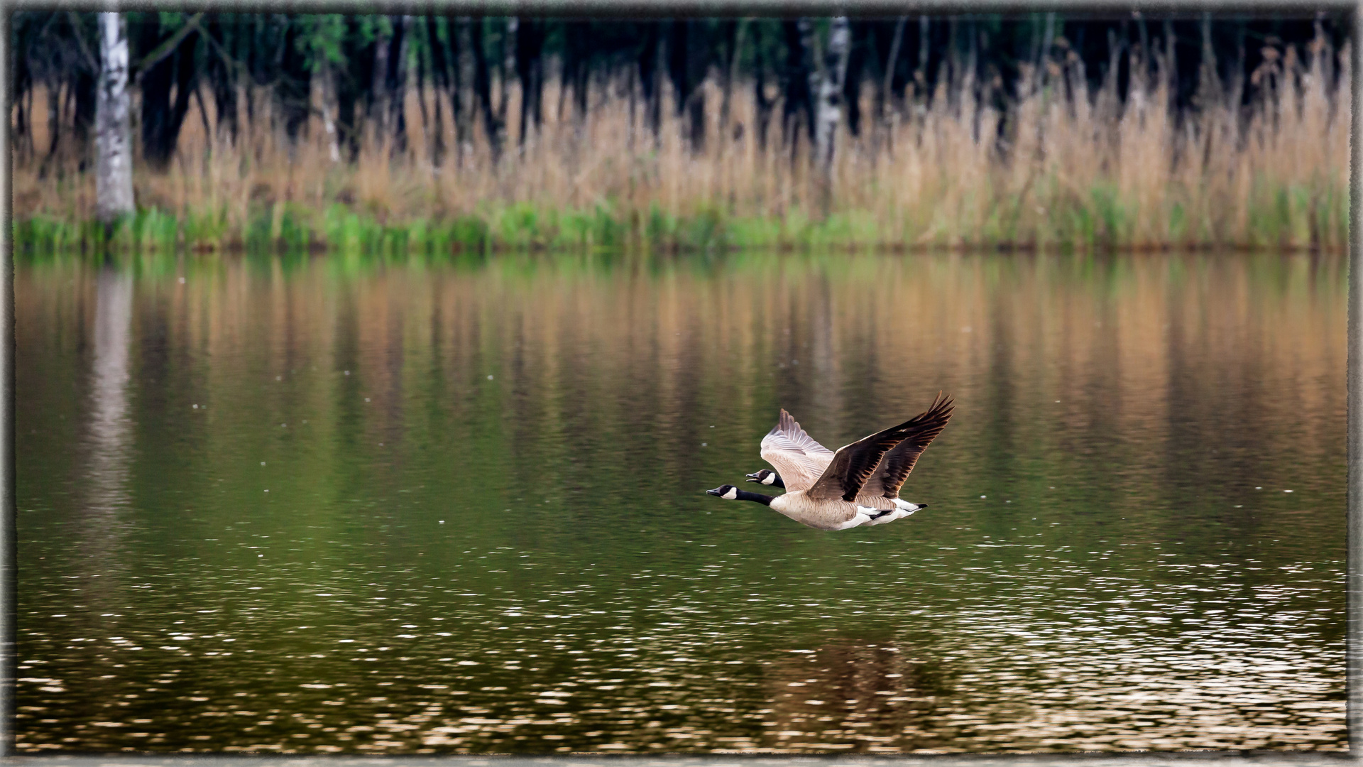 Paarflug