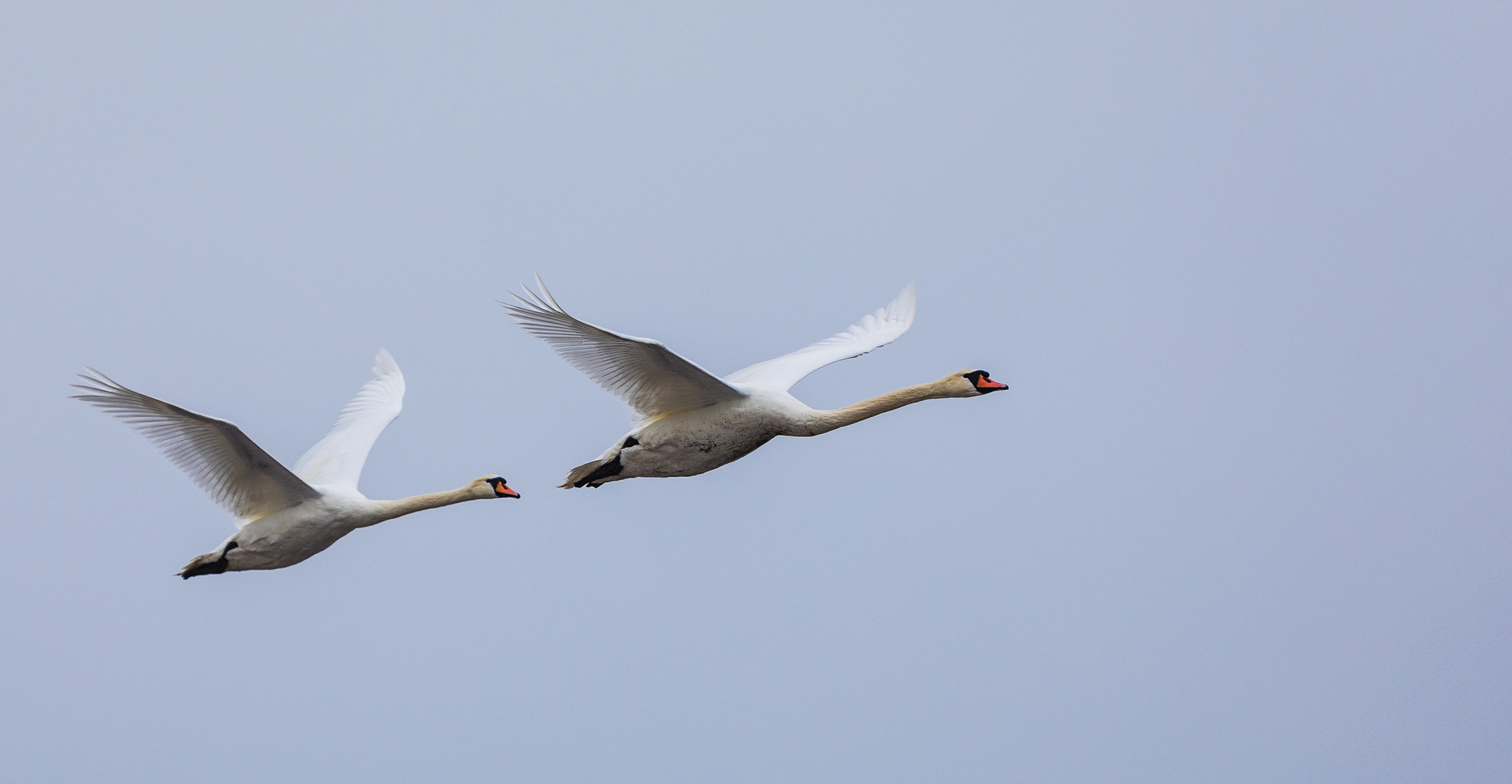 Paarflug