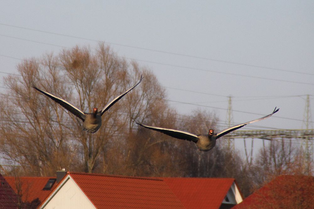 Paarflug der Gänse