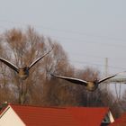 Paarflug der Gänse