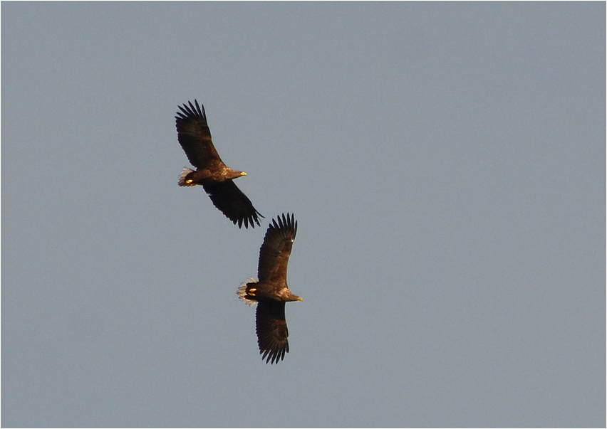 Paarflug der Seeadler