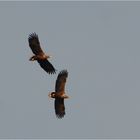 Paarflug der Seeadler