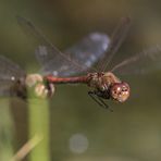 Paarflug im Oktober II