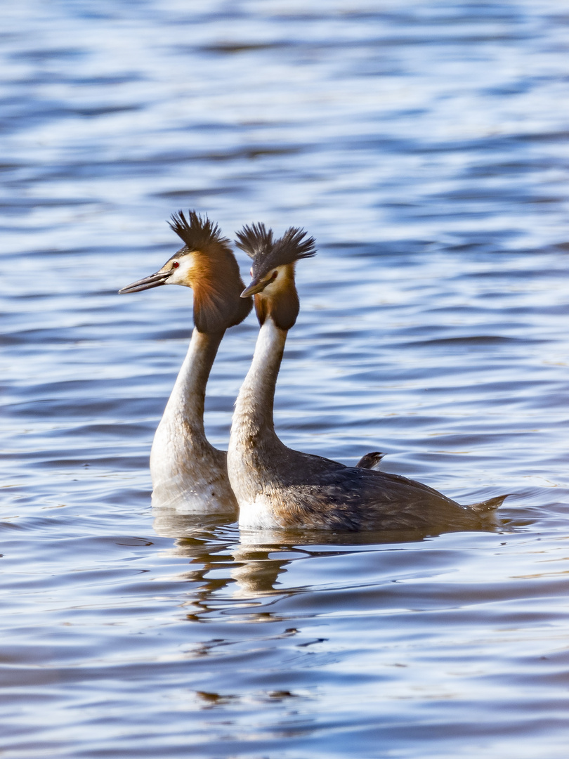 Paarläufer