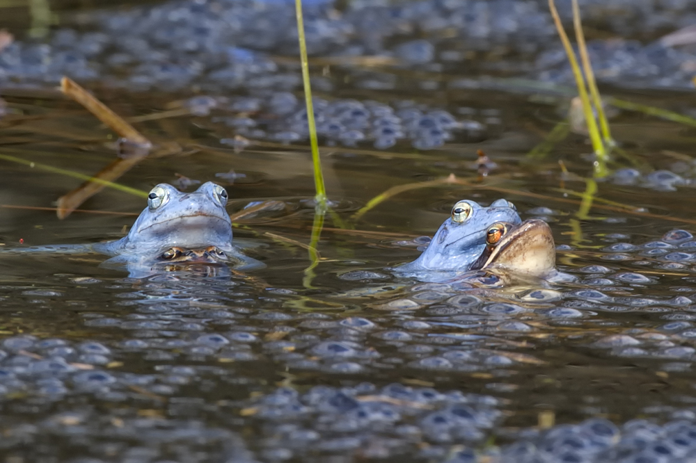 Paarschwimmen