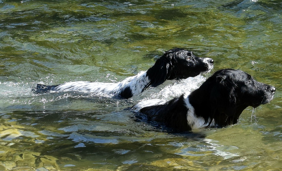 Paarschwimmen