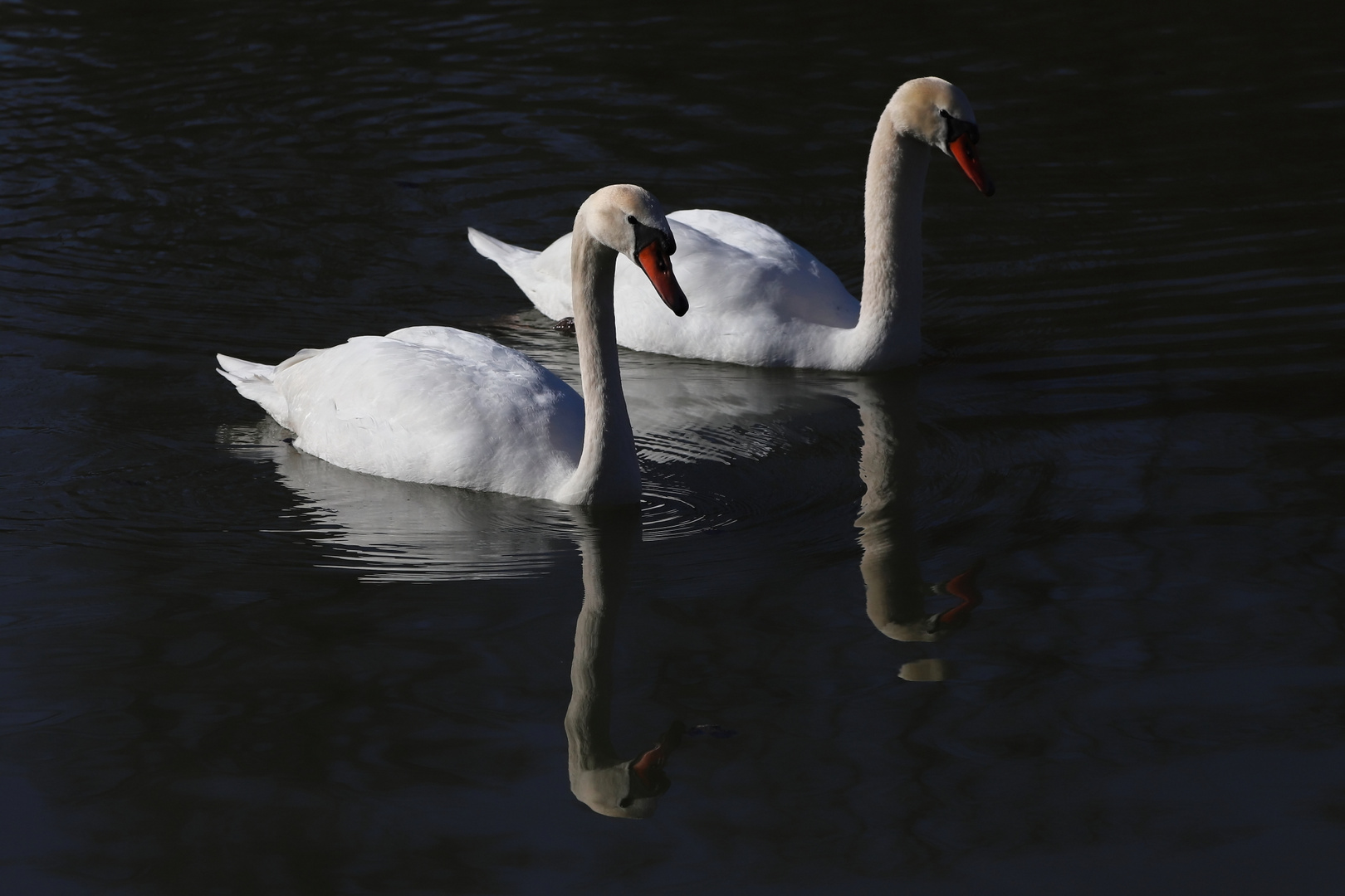 Paarschwimmen_031538